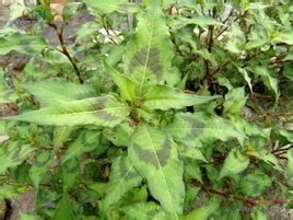 酸模葉蓼 酸模葉蓼