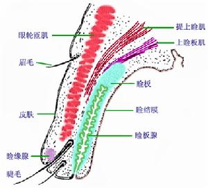 眼瞼皮膚病