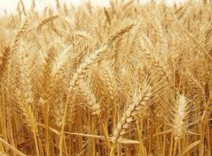 小麥依賴運動誘發的過敏性休克 小麥依賴運動誘發的過敏性休克