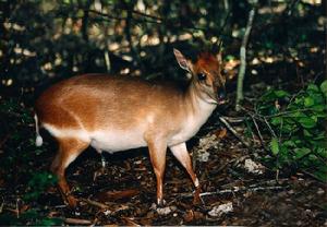 桑島麂羚 桑島麂羚