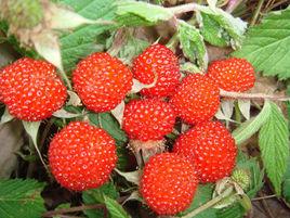 大麥泡[大麥泡]