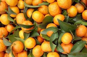 沙糖桔[水果名稱]