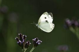 東方菜粉蝶 東方菜粉蝶