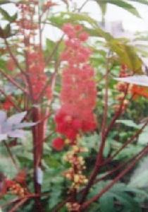 觀賞蓖麻 觀賞蓖麻