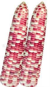 天紫23號 天紫23號