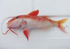 頭戴副緋鯉 頭戴副緋鯉