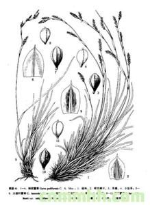 印度型薹草 印度型薹草