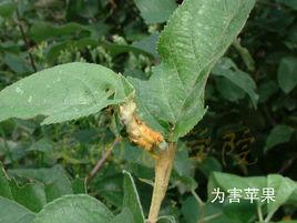 頂梢捲葉蛾 頂梢捲葉蛾