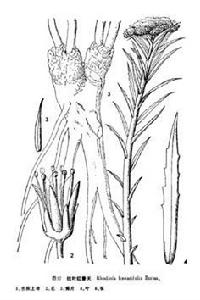 線葉紅景天 線葉紅景天