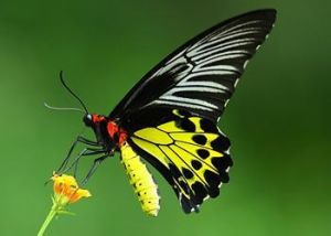 三尾鳳蝶 三尾鳳蝶