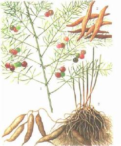 反射性軀體神經病