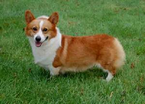 卡迪根威爾斯柯基