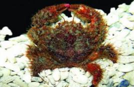 刺貝綿蟹 刺貝綿蟹