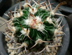 多棱球屬 多棱球屬