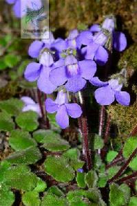 滇黔石蝴蝶 滇黔石蝴蝶