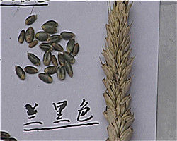 彩麥（蘭黑色）