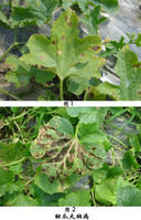 甜瓜大斑病 甜瓜大斑病