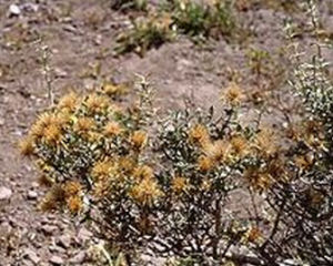 刺菊木亞科 刺菊木亞科