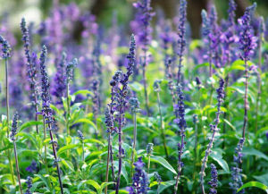 鍾萼鼠尾草 鍾萼鼠尾草