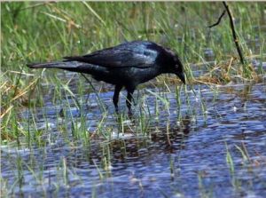 藍頭黑鸝 藍頭黑鸝