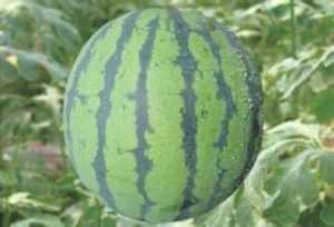 浙蜜6號 浙蜜6號