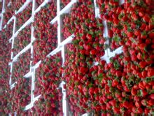 港上萬畝草莓園