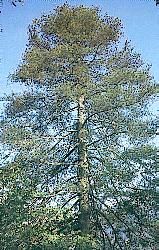 杉中公子——銀杉