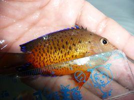 黃尾藍魔鬼魚 黃尾藍魔鬼魚