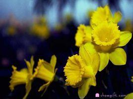 凍頂百合 凍頂百合