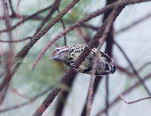 （圖）斑姬啄木鳥