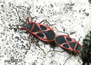 原銳紅星椿象 原銳紅星椿象