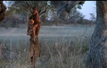 上帝也瘋狂2精彩劇照