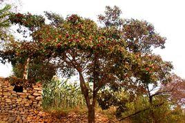 阱頭上村 阱頭上村