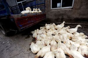 松香黃鴨 松香黃鴨