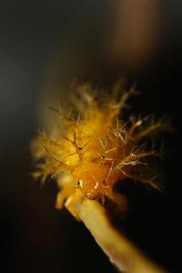 竊達刺蛾 竊達刺蛾