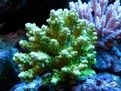 分枝鹿角珊瑚