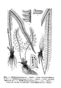 斜羽耳蕨 斜羽耳蕨