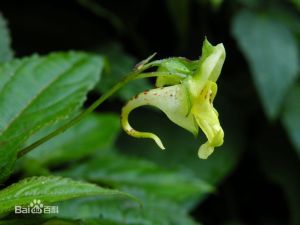 包氏鳳仙花 包氏鳳仙花