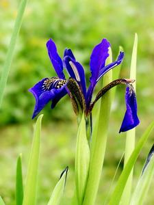 西南鳶尾 西南鳶尾