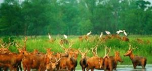 麋鹿保護區 麋鹿保護區