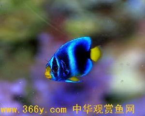 西非仙魚 西非仙魚