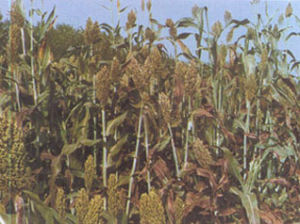 高粱細菌性斑點病 高粱細菌性斑點病