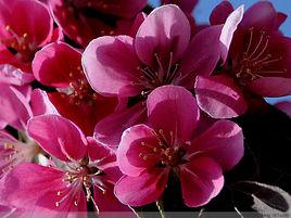 絢麗[蘋果屬海棠栽培品種]