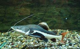 貓魚[一種魚類生物]