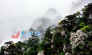井岡山國際杜鵑花節 井岡山國際杜鵑花節