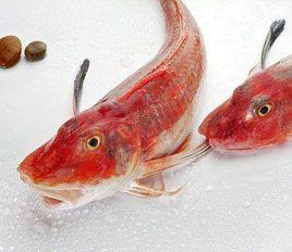 紅娘魚