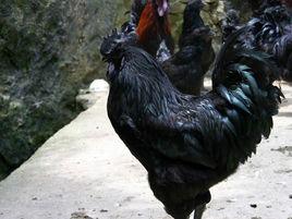 黑垚烏雞 黑垚烏雞