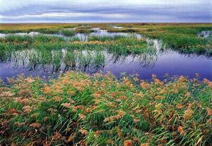 珍寶島濕地國家級自然保護區 珍寶島濕地國家級自然保護區
