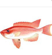 長尾大眼鯛 長尾大眼鯛