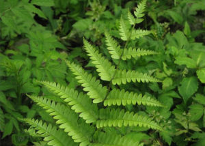 狹基叉蕨 狹基叉蕨